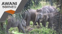 Hidupan Liar | Lebih 40 gajah pigmi dihalau