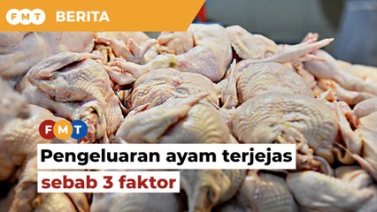 Pengeluaran ayam sebenarnya cukup, tapi terjejas akibat 3 faktor