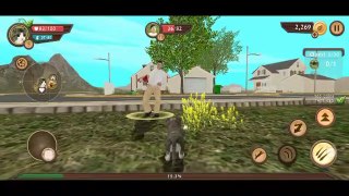 Cat's  Video/Cat Video Android Games Play