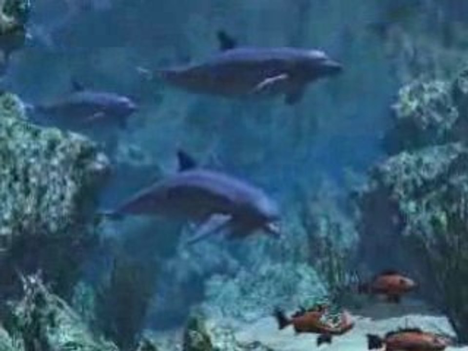 Dauphins beach boys