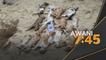 Bedah Siasat | Parvovirus punca kematian 20 kucing di pantai