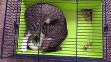 Baby Cat Catches His Tail in the Hamster Cage