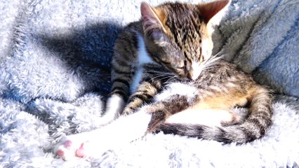 Cute Kitten Grooms Himself