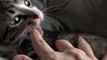 Green Eyed Cat Takes a Bite of Mommy's Finger