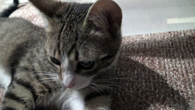 Green Eyed Kitten Purrs