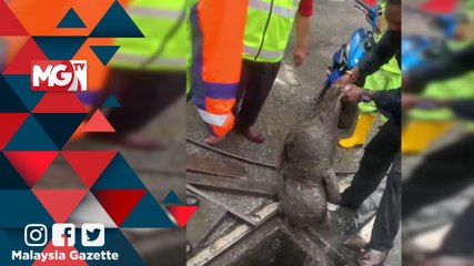 MG Viral : Punca...'Teddy Bear' Dijumpai di Longkang Bulatan Merdeka