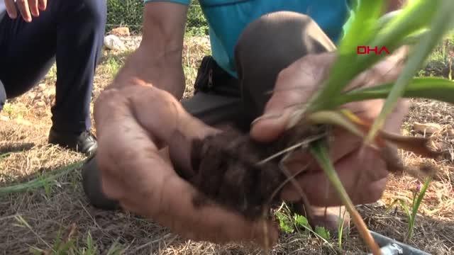 'BEYAZ ALTIN' SALEP HASADI BAŞLADI, KİLOSU 300 TL'DEN ALICI BULUYOR
