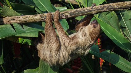 Qui est l’unau, le paresseux à deux doigts ?