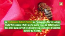 Un virus touchant les ailes d'abeilles menace les populations d'abeille autour du monde