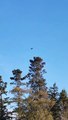 Crow Buzzes Around Bald Eagle