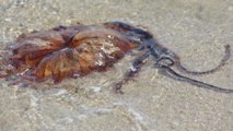Dünyanın en zehirli türlerinden biri! Tekirdağ kıyılarında görüldü