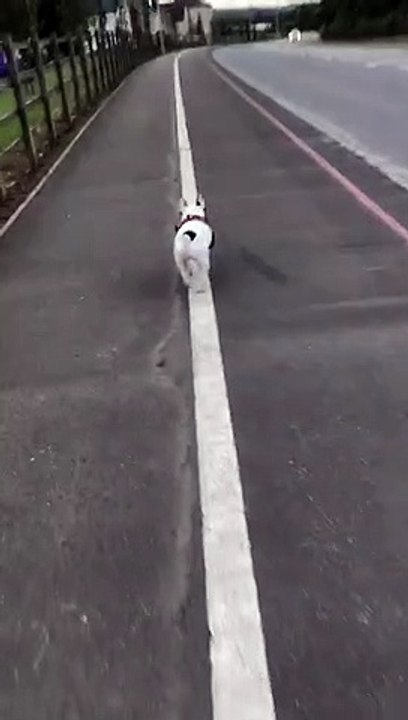 Pup Walks the Line