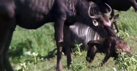 Equators Wild Secrets S01 E03