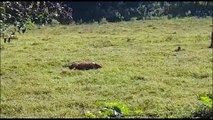 Moradores reclamam de cavalo que está morto há dias em gramado no Cascavel Velho