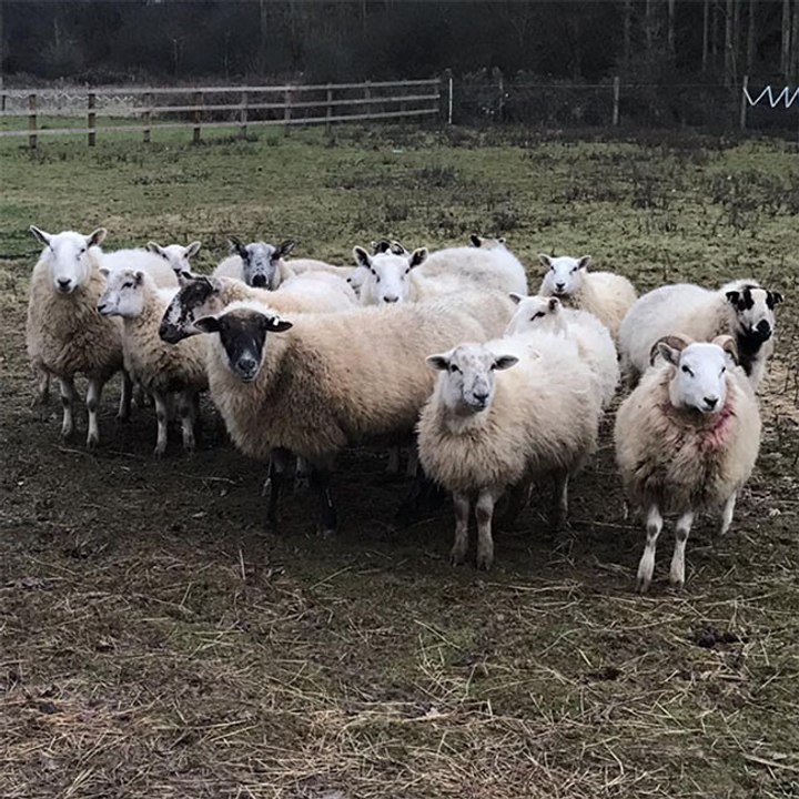 Schaf zu drei Jahren Gefängnis verurteilt