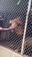 León arranca y come el dedo de su entrenador en zoológico de Jamaica