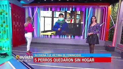 Mascotas de mujer asesinada serán dados de adopción tras quedar desamparados en La Paz