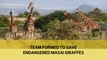 Team formed to save endangered Masai giraffes