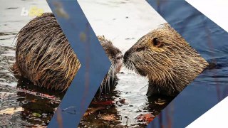 Beavers Return to London After 400 Years With a Very Special Mission