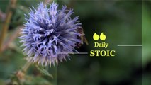 Daily Stoic 001 - The Obstacle Is The Way (Stoicisme)