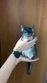 Chinchilla Starts Barking