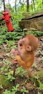 Baby monkey newborn cute animals and mom 15