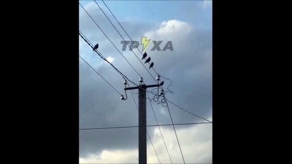 A Kharkiv, les oiseaux imitent le bruits des missiles