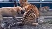 Un chien se retrouve dans l'enclos des tigres... et veut jouer