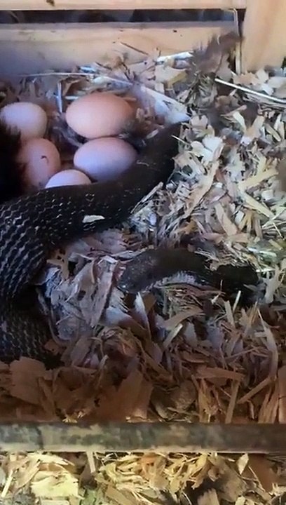 Une poule couve un œuf ... enfin, presque