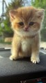 ute cat,animal video,funny cat,short cute cat video,best funny video