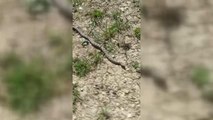 Burunlu engerek yılanı doğal ortamında görüntülendi
