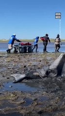 Stranded Dolphins 'Doing Great' After Cape Cod Rescue