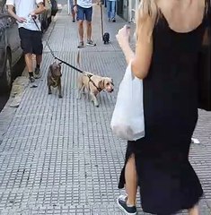Cat Lies in the Middle of Sidewalk
