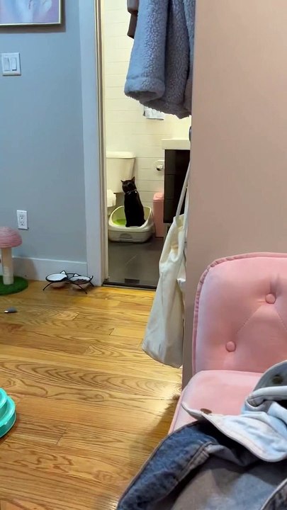 Goblin’s First Experience with Cat Nip