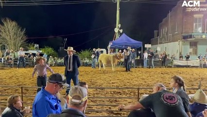 Highest priced led steer at Casino Beef Week | May 26, 2022 | The Land