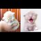 Funniest Dogs and Cats Videos 2022 - Best Of The 2022 Funny Animal Videos - Cutest Animals Ever