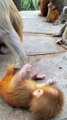 baby monkey picks up something on the ground and puts it in her mouth