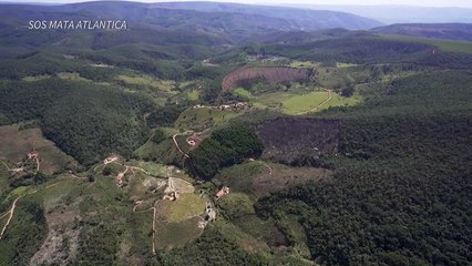 Desmatamento dispara na Mata Atlântica brasileira, diz ONG