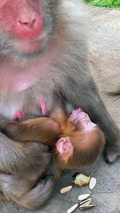 This newborn baby monkey sleeps