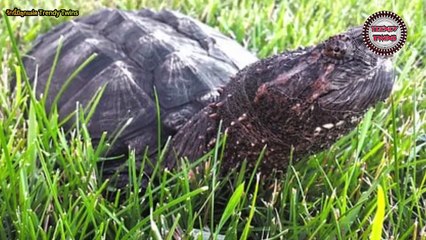 สัตว์สุดเชื่องช้าที่ได้ชื่อว่าเต่าที่อันตรายที่สุดในโลก - Slowest Animal as Most Dangerous Turtle