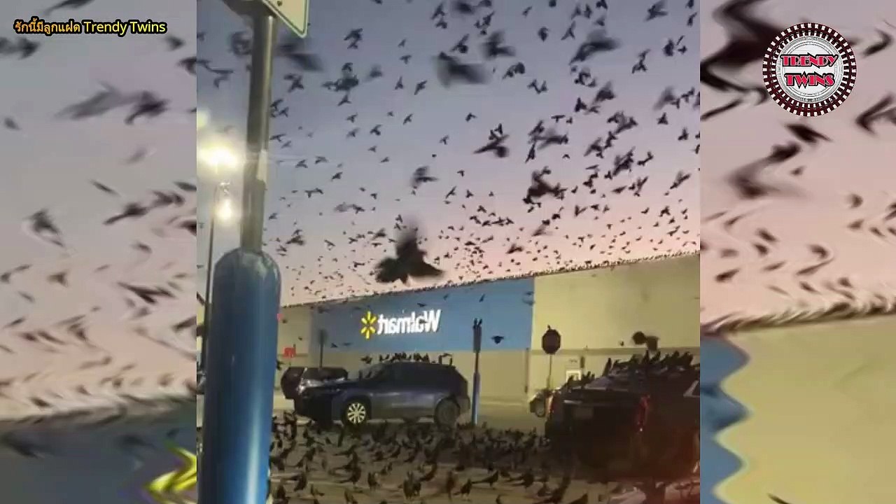 ลางบอกเหตุหรืออาเพศเตือนภัยพิบัติที่บันทึกวิดีโอไว้ได้ - Omen or Warning Sign of Disaster Recorded