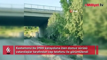 Kastamonu’da domuz sürüsü yola indi