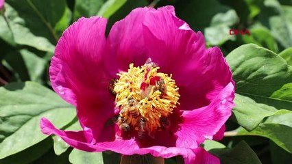 ANDIRIN'DA ŞAKAYIKLAR AÇTI KOPARMANIN CEZASI 109 BİN TL