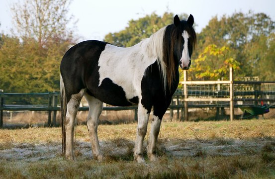 Des chevaux gèrent vos e-mails pendant que vous êtes en vacances !