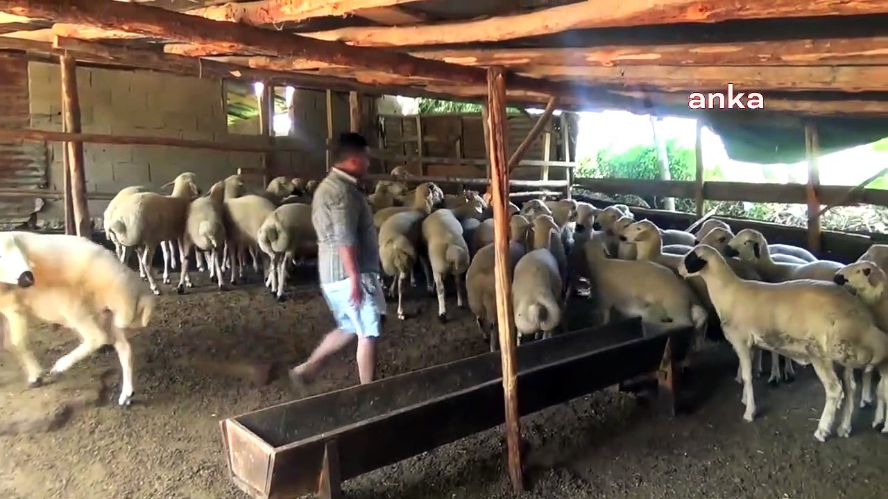 Besici isyanda! Saman fiyatları neredeyse üç katına çıktı