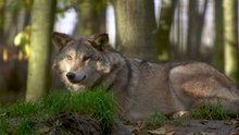 Awesome Wolf Howling Compilation