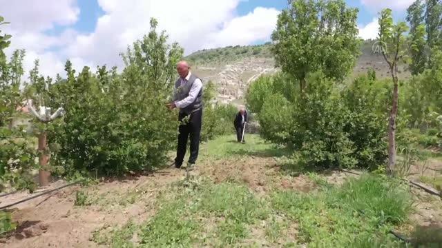 Deneme amaçlı yetiştirdiği aronya yı Nevşehir'de yaygınlaştırmaya çalışıyor