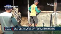 Stok Obat untuk Sapi Tertular PMK Menipis, Peternak Gunakan Jamu Herbal