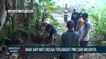 Anak Sapi di Lumajang yang Tiba-Tiba Mati, Diduga Terjangkit Wabah PMK dari Induknya