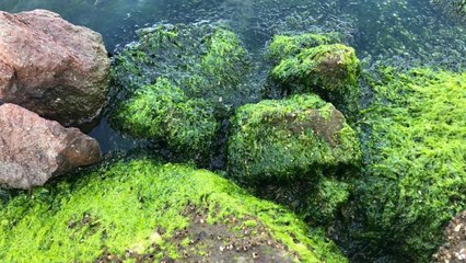 ‘İzmir Körfezi, marul tarlasına dönüşüyor’